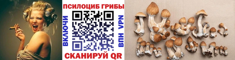Псилоцибиновые грибы мицелий Межгорье